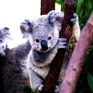 cover image of Koalas are Cute!